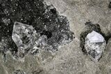 Herkimer Diamonds in Matrix - The Ace of Diamonds Mine, New York #324490-2